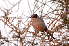 Hypocolius ampelinus