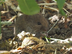 Microtus californicus