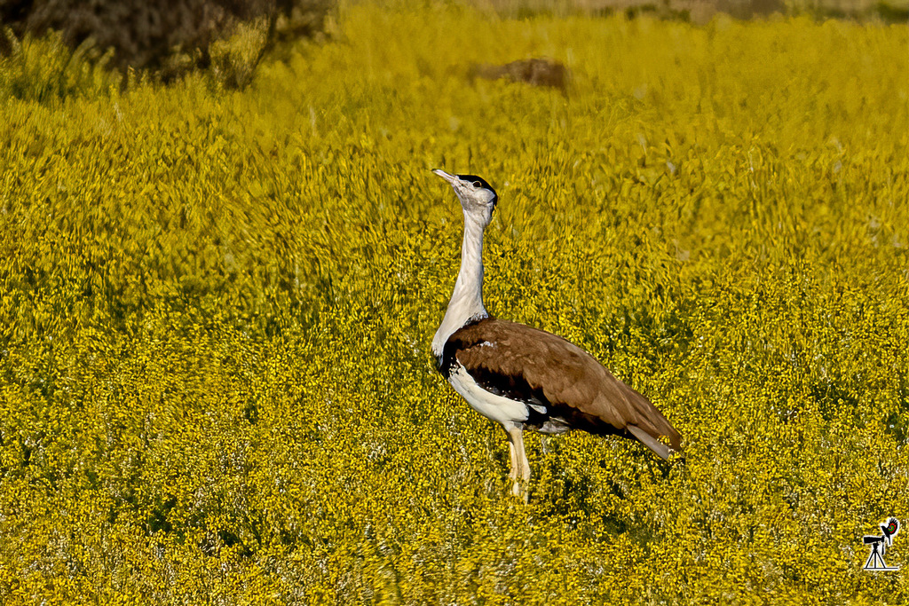 Great Indian Bustard photo