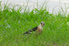 Acridotheres leucocephalus