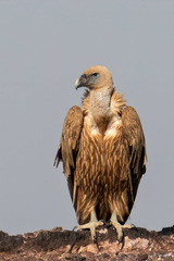 Gyps fulvus
