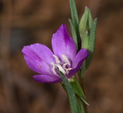 Clarkia affinis