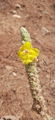 Verbascum botuliforme