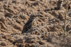 Melanocorypha bimaculata