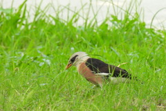 Acridotheres leucocephalus