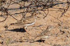 Melanocorypha bimaculata