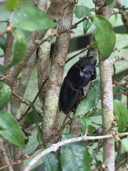 Serrognathus titanus