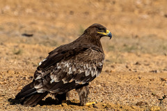 Aquila nipalensis