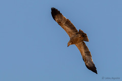Aquila rapax