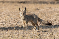 Vulpes bengalensis