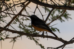 Phoenicurus ochruros