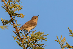 Phylloscopus neglectus