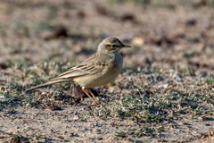 Anthus campestris