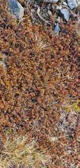 Pimelea oreophila hetera