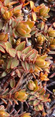 Pimelea oreophila hetera