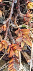 Pimelea oreophila hetera