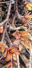 Pimelea oreophila hetera