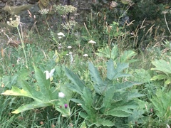 Heracleum sphondylium pyrenaicum