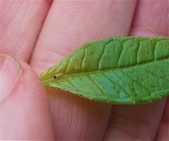 Ctenarytaina fuchsiae