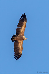 Gyps fulvus