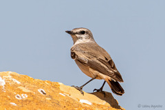 Oenanthe chrysopygia