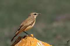 Oenanthe chrysopygia
