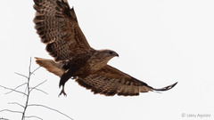 Buteo rufinus
