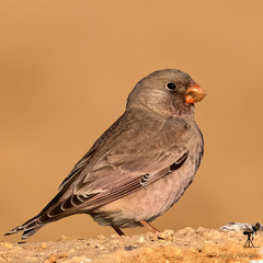 Bucanetes githagineus