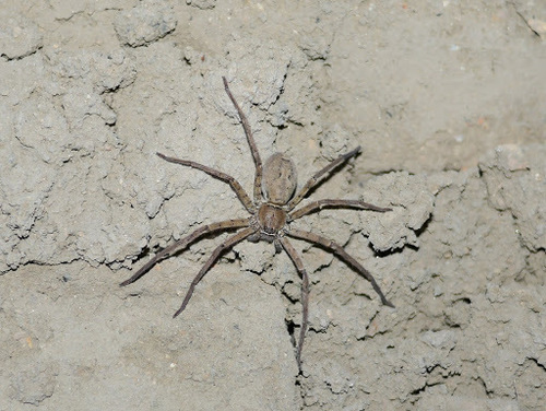 Pantropical Huntsman Spider
