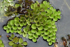 Salvinia cucullata