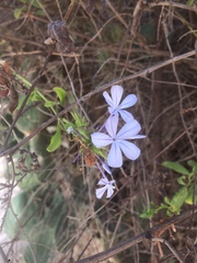 Plumbago auriculata