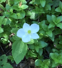 Anemonastrum deltoideum