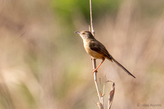 Prinia inornata