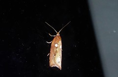 Planotortrix notophaea