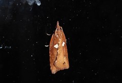 Planotortrix notophaea