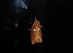 Planotortrix notophaea