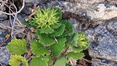 Teucrium pyrenaicum