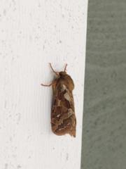 Korscheltellus fusconebulosa