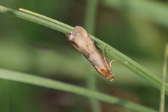 Pterothrixidia rufella