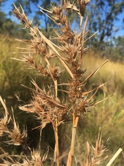 Themeda quadrivalvis