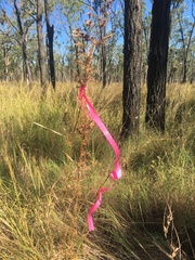 Themeda quadrivalvis