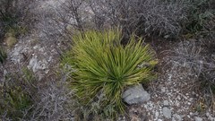 Agave striata