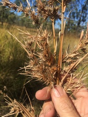 Themeda quadrivalvis