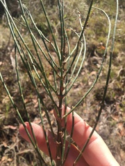 Allocasuarina luehmannii