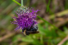 Bombus quadricolor