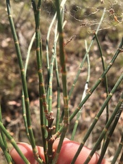 Allocasuarina luehmannii