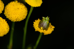 Rhopalomyia tanaceticola