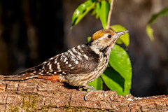 Dendrocoptes auriceps