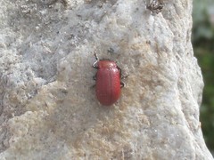 Oreina peirolerii