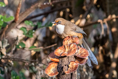 Pterorhinus albogularis